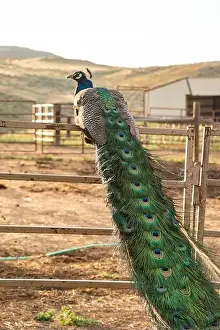 Tail Feathers Prints: A colorful peacock with iridescent tail feathers rests on a fence in a serene outdoor farm environment on a Wyoming