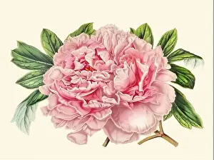 Botanicals Prints: Colorful Peony Flower Illustration: A digital vintage-style flower on a plain beige background