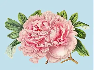 Botanicals Prints: Colorful Peony Flower Illustration: A digital vintage-style flower on a plain light blue background