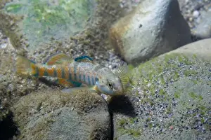 Colorful rainbow darter displaying on rocky riverbed