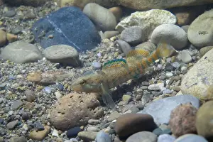 Etheostoma Caeruleum Prints: Colorful rainbow darter displaying on rocky riverbed