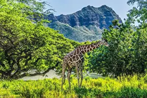 Honolulu Prints: Colorful reticulated giraffe, Diamond Head, Waikiki, Oahu, Hawaii