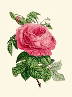 Botanicals Prints: Colorful Rose Flower Illustration: A digital vintage-style flower on a plain beige background