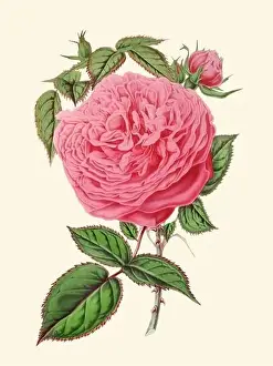 Botanicals Prints: Colorful Rose Flower Illustration: A digital vintage-style flower on a plain beige background