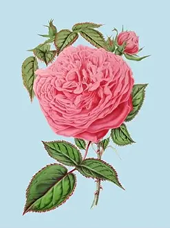 Botanicals Prints: Colorful Rose Flower Illustration: A digital vintage-style flower on a plain light blue background