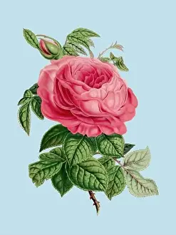 Botanicals Prints: Colorful Rose Flower Illustration: A digital vintage-style flower on a plain light blue background