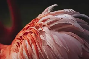 Colorful ruffled feathers of an adult flamingo (Phoenicopterus ruber)