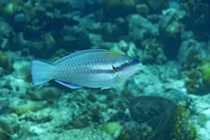 Sea Creature Prints: A colorful Scarus iseri, commonly known as the striped parrotfish