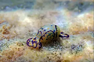 Sea Slug Prints: Colorful sea bubble snail - Haminoea cyanocaudata