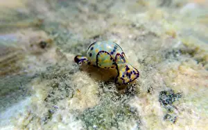 Sea Slug Prints: Colorful sea bubble snail - Haminoea cyanocaudata