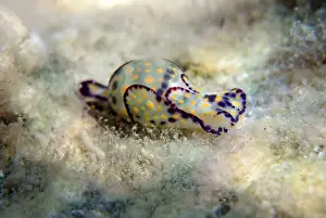 Sea Slug Prints: Colorful sea bubble snail - Haminoea cyanocaudata