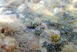 Sea Slug Prints: Colorful sea bubble snail - Haminoea cyanocaudata