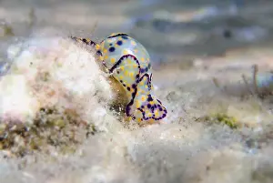Sea Slug Prints: Colorful sea bubble snail - Haminoea cyanocaudata