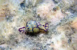 Sea Slug Prints: Colorful sea bubble snail - Haminoea cyanocaudata