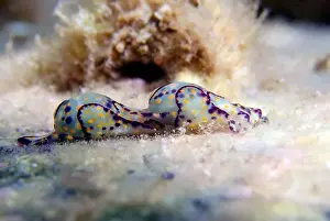 Sea Slug Prints: Colorful sea bubble snail - Haminoea cyanocaudata