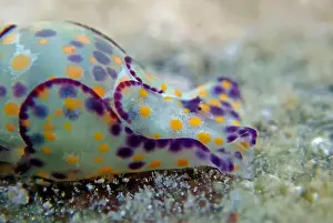 Sea Slug Prints: Colorful sea bubble snail - Haminoea cyanocaudata