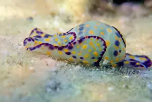 Sea Slug Prints: Colorful sea bubble snail - Haminoea cyanocaudata