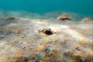 Sea Slug Prints: Colorful sea bubble snail - Haminoea cyanocaudata