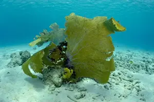 Aquatic Animal Prints: A colorful sea fan dominates the scenery in Bonaire's underwater landscape