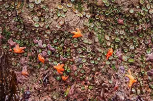 Sea Star Prints: Colorful sea life exposed on rocks at low tide - Oregon coast