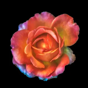 Shimmering Prints: Colorful shimmering fine art still life floral macro of a single isolated orange colored open rose blossom