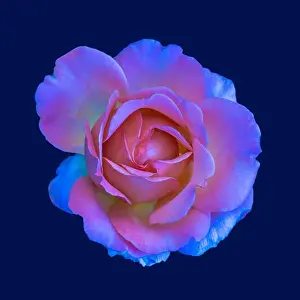 Shimmering Prints: Colorful shimmering fine art still life floral macro of a single isolated pink colored open rose blossom