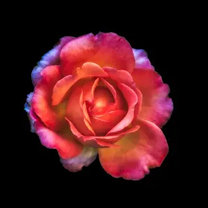 Shimmering Prints: Colorful shimmering fine art still life floral macro of a single isolated red colored open rose blossom
