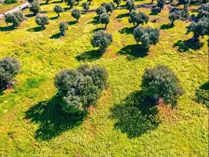 Sublime Prints: Colorful spring view straight-down from flying drone of olive garden