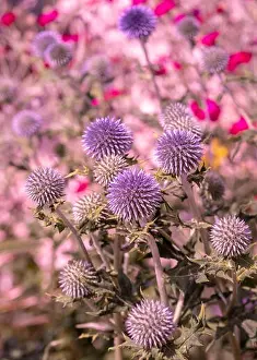 Surrealistic Prints: Colorful surrealistic floral outdoor close up of globe thistles with a field / meadow as natural blurred background