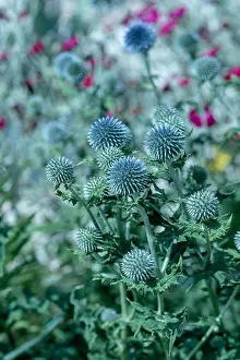 Depth Of Field Prints: Colorful surrealistic floral outdoor close up of globe thistles with a field / meadow as natural blurred background