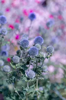 Colorful surrealistic floral outdoor close up of globe thistles with a field / meadow as natural blurred background