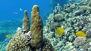 Salt Water Prints: Colorful tropical fish on a coral reef