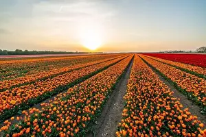 Colorful tulips during sunset, tulip fileds in the Netherlands Noordoostpolder