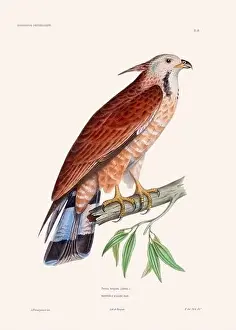 Vintage Bird Art Prints: Colorful vintage bird illustration from the mid-19th century