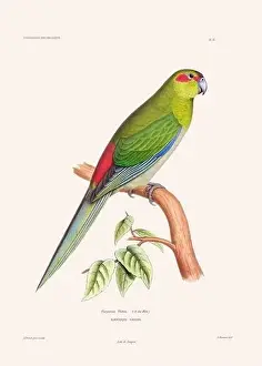 Vintage Bird Art Prints: Colorful vintage bird illustration from the mid-19th century