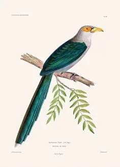 Vintage Bird Art Prints: Colorful vintage bird illustration from the mid-19th century