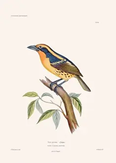 Vintage Bird Art Prints: Colorful vintage bird illustration from the mid-19th century