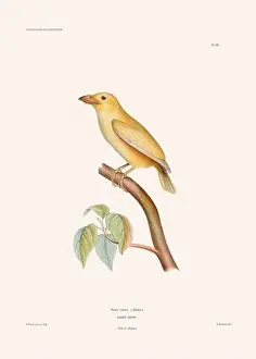 Vintage Bird Art Prints: Colorful vintage bird illustration from the mid-19th century