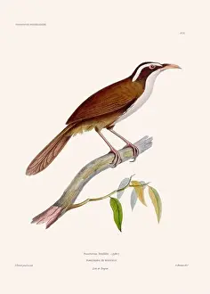 Vintage Bird Art Prints: Colorful vintage bird illustration from the mid-19th century