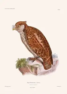 Vintage Bird Art Prints: Colorful vintage bird illustration from the mid-19th century