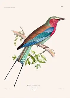 Vintage Bird Art Prints: Colorful vintage bird illustration from the mid-19th century