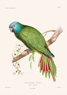 Vintage Bird Art Prints: Colorful vintage bird illustration from the mid-19th century