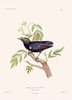 Vintage Bird Art Prints: Colorful vintage bird illustration from the mid-19th century