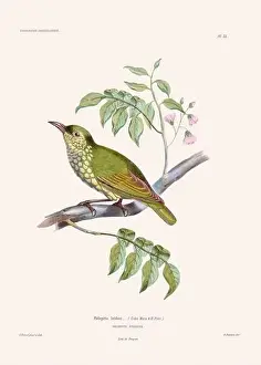 Vintage Bird Art Prints: Colorful vintage bird illustration from the mid-19th century