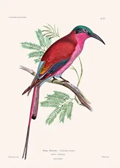Vintage Bird Art Prints: Colorful vintage bird illustration from the mid-19th century