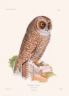 Vintage Bird Art Prints: Colorful vintage bird illustration from the mid-19th century