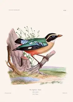 Vintage Bird Art Prints: Colorful vintage bird illustration from the mid-19th century