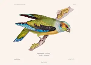 Vintage Bird Art Prints: Colorful vintage bird illustration from the mid-19th century