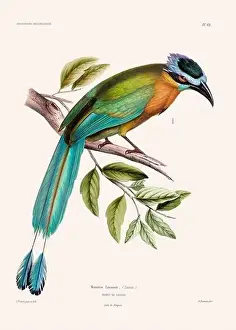 Vintage Bird Art Prints: Colorful vintage bird illustration from the mid-19th century