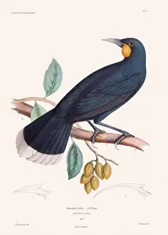 Vintage Bird Art Prints: Colorful vintage bird illustration from the mid-19th century